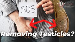 Reasons for Testicle Removal: Exploring the Procedure and Aftermath Instructional Video