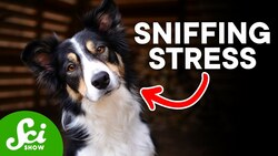 How Dogs Can Smell When You're Stressed Instructional Video