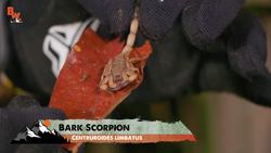 DANGEROUS Jungle Spider! Instructional Video