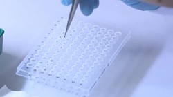 CLEAN : Bacteria-infected mosquitoes tackle dengue in Southeast Asia News Clip