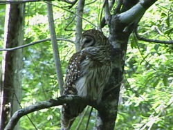 Clasificando a los seres vivos: niveles de clasificación Instructional Video