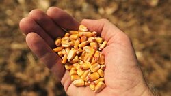 Farmer handful of harvested corn kernels Stock Footage
