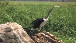 Australian Darter (Anhinga novaehollandiae) dries its wings in the sun Stock Footage