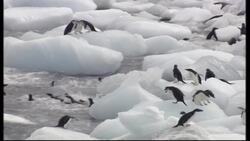 Antarctica: The Coldest Continent Instructional Video