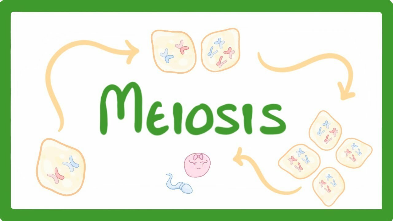 GCSE Biology - Meiosis #70 | Math English