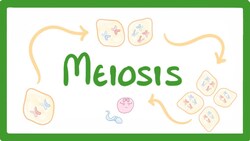 GCSE Biology - Meiosis #70 Instructional Video