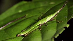 The Deceptive Cuckoo Bird Instructional Video