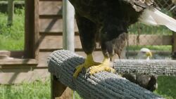 The Difference Between The Two North American Eagle Species Is Actually Very Big Instructional Video