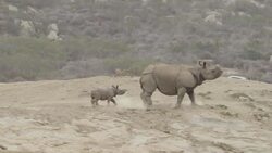Baby Rhino Named Petunia Explores Habitat with Mom Instructional Video