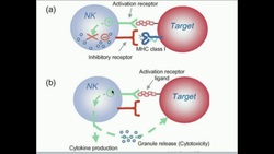 Natural Killer Cells: How Do They Kill Selectively? Instructional Video