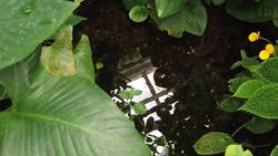 How A Chilean Coal Mine Revealed A Monster Snake Instructional Video