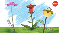 TED-Ed: What is the rarest color in nature? | Victoria Hwang Instructional Video