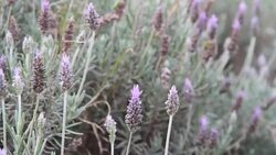 field of lavenders and other flowers in spring time Stock Footage