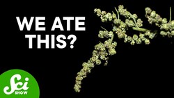 The Ancient Crops We've Forgotten How to Grow Instructional Video