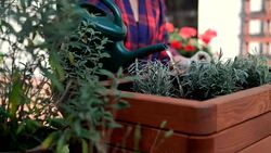 Woman watering plants in pot. Stock Footage