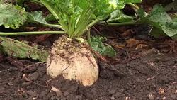 Sugar beet root crop organically grown Stock Footage