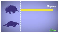 Why Echidnas Are Evolutionary Misfits Instructional Video