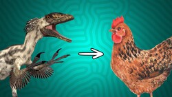 How Feathered Dinosaurs Accidentally Invented Flight Instructional Video