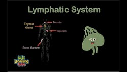 The Human Body /Lymphatic System Song /Anatomy Instructional Video