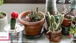 The 5 Most Popular Houseplants on Instagram Instructional Video