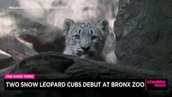 One Good Thing: Two Snow Leopards Debut at Bronx Zoo News Clip