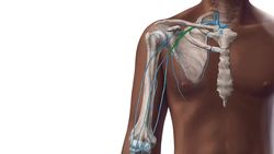 Axillary vein Instructional Video