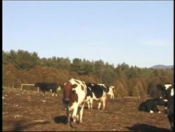 Magnetism: Introduction Instructional Video