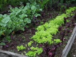 Recursos naturales: video de evaluación Instructional Video