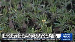 Bridgestone researchers want to grow natural US rubber for their tires News Clip