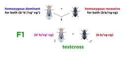 Gene Linkage and Genetic Maps Instructional Video