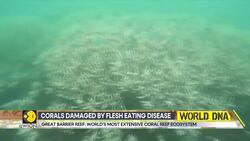 Great Barrier Reef hit by coral bleaching News Clip