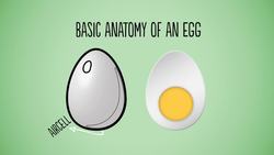 The Anatomy and Nutritional Value of Eggs Instructional Video
