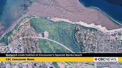 Creek habitat restored at Vancouver's Spanish Banks beach News Clip