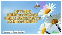 Flowers, Bees, and... Yeast? It's a Pollination Love Triangle! Instructional Video