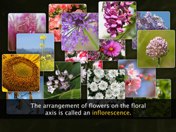 The Inflorescence Instructional Video