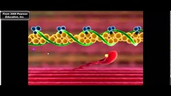 Muscle Physiology: Troponin, Tropomyosin, and Myosin Cross-Bridge Cycle Instructional Video