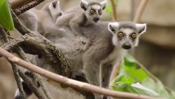 Ring-Tailed Lemur’s Are Pretty Amazing, Especially Sophia, Who’s Dealing with Diabetes! Instructional Video