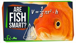 Fish Are Way Smarter Than You Think Instructional Video