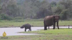 Sri Lankan elephants' struggle to survive News Clip
