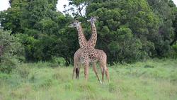 Beautiful footage of giraffes in South Africa, Kenya and Namibia Instructional Video
