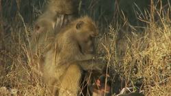 Wild Animal Sounds - Learn the Wild Animals for Kids Instructional Video