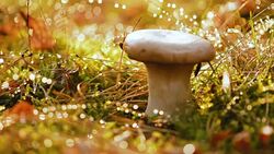 Mushroom Boletus In a Sunny forest. Stock Footage