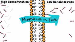 Cell Transport Instructional Video