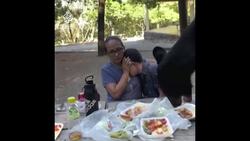 Wild bear interrupts family picnic in Mexico News Clip