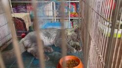 CLEAN : Hundreds of animals die as Bangladesh pet shops forced shut in lockdown News Clip