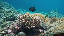 Underwater critically endangered Staghorn Coral (Acropora cervicornis), Koh Haa Islands, Krabi, Andaman Sea, Thailand Stock Footage