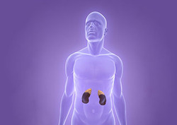 Cortisol Instructional Video