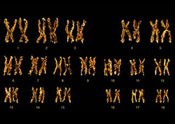 Autosomal Instructional Video