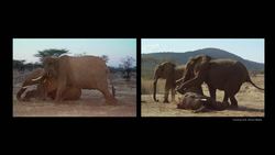 Barbara J. King: Grief and love in the animal kingdom Instructional Video