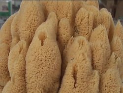 Introduction to Sponges and Cnidarians Instructional Video